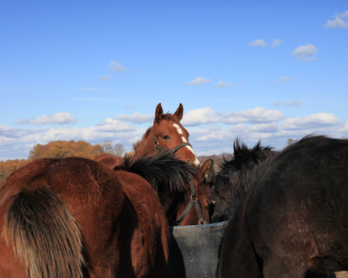 広大な牧場で過ごし、美味しいそうに水を飲んでいたパカパカファームの生産馬たち。