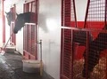 【競馬】開場したばかりの牧場に「光」をもたらした３頭の牝馬