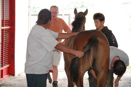 スタッフとともに生産馬の状態をチェックするスウィーニィ氏（写真左から２番目）。