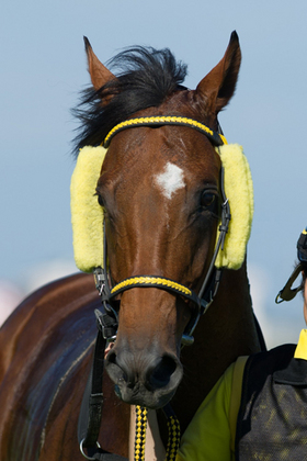 ボア状のチークピーシズは、馬の頬の部分に取りつけて横や後方の視野を狭める。