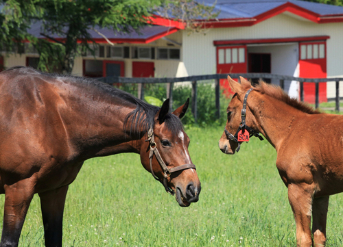 ピンクカメオやディープブリランテ以外にも、数多くの活躍馬を生産してきたパカパカファーム。