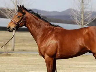 競馬 トップ調教師が寵愛する ディープ産駒の 隠し玉 競馬 集英社のスポーツ総合雑誌 スポルティーバ 公式サイト Web Sportiva 競馬 トップ調教師が寵愛する ディープ産駒の 隠し玉 競馬 集英社のスポーツ総合雑誌 スポルティーバ 公式サイト Web Sportiva