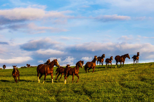広大な牧場を駆け回るパカパカファームの若き駿馬たち。