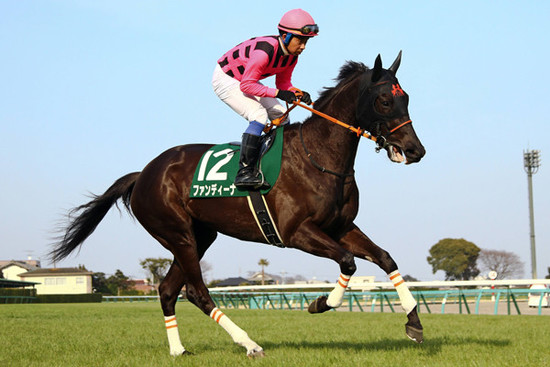 牝馬ながら皐月賞へ果敢に挑むファンディーナ