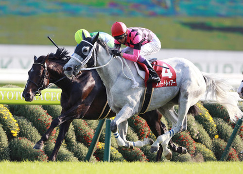 ７歳牝馬スマートレイアーが京都大賞典で牡馬勢をなで斬り