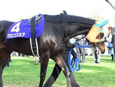 京都記念は、人気GI馬ではなく「5番人気の牝馬」に資金を突っ込め