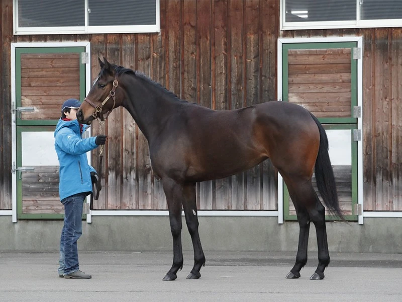 リスグラシューの妹リリレフアは フットワークが軽やかで力もある 競馬 集英社のスポーツ総合雑誌 スポルティーバ 公式サイト web sportiva