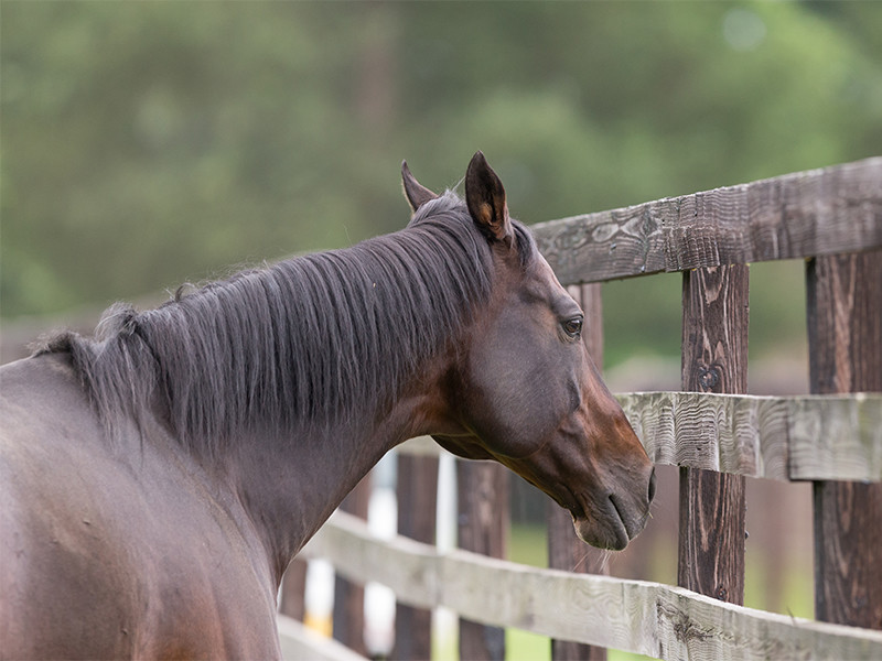 種牡馬ディープインパクトの後継問題。奇跡の種を持つ馬は現れるか