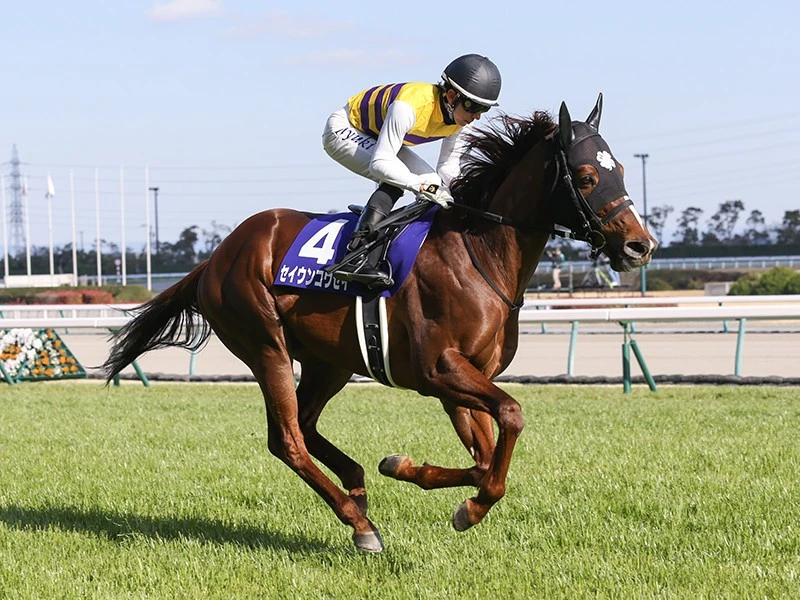 高松宮記念 二度あることは三度ある 高配当へ侮れない穴馬が３頭いる 競馬 集英社のスポーツ総合雑誌 スポルティーバ 公式サイト Web Sportiva