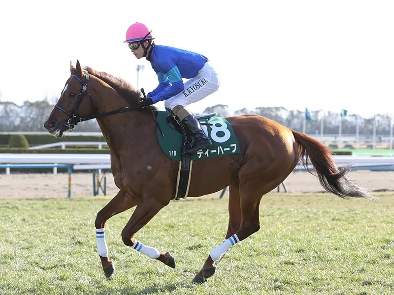 函館スプリントsで美味な穴馬券 人気薄ベテランと昇級初戦の馬が味付け 競馬 集英社のスポーツ総合雑誌 スポルティーバ 公式サイト Web Sportiva 函館スプリントsで美味な穴馬券 人気薄ベテランと昇級初戦の馬が味付け 競馬 集英社のスポーツ総合雑誌 スポルティーバ 公式サイト Web Sportiva
