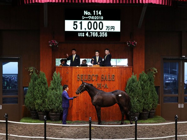 ５億1000万円の値がついた「シーヴの2019」（C）Japan Racing Horse Association