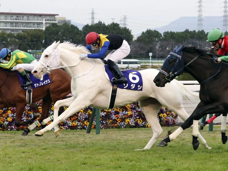4連勝で2歳女王となったソダシ。白毛馬初のクラシック制覇はなるか｜競馬｜集英社のスポーツ総合雑誌 スポルティーバ 公式サイト web Sportiva