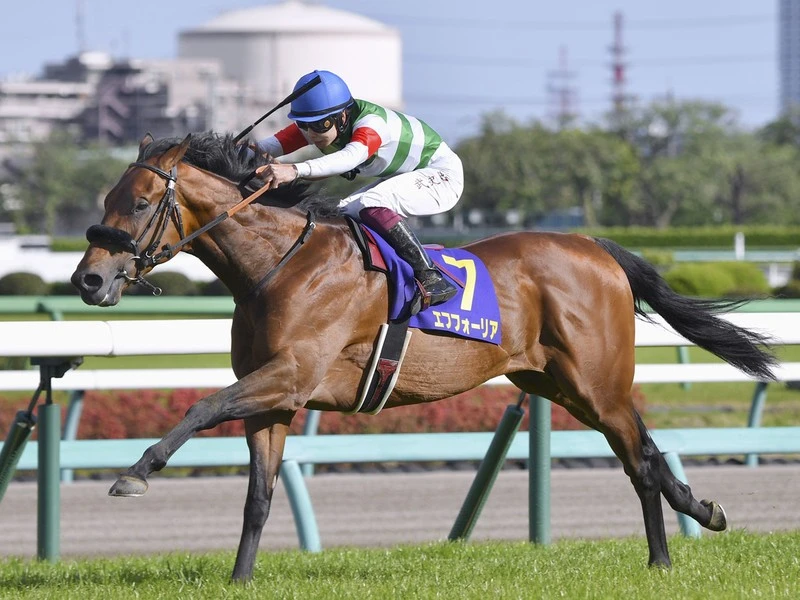 ã‚¨ãƒ•ãƒ•ã‚©ãƒ¼ãƒªã‚¢ã®å¼Ÿã€ãƒ´ã‚¡ãƒ³ã‚¬ãƒ¼ã‚ºãƒãƒ¼ãƒˆã€‚æ³¨ç›®åº¦é«˜ã„æœŸå¾…é¦¬ã¯ã€Œè¦‹æ „ãˆãŒã™ã‚‹é¦¬æ ¼ã€ï½œç«¶é¦¬ï½œé›†è‹±ç¤¾ã®ã‚¹ãƒãƒ¼ãƒ„ç·åˆé›'èªŒ ã‚¹ãƒ
