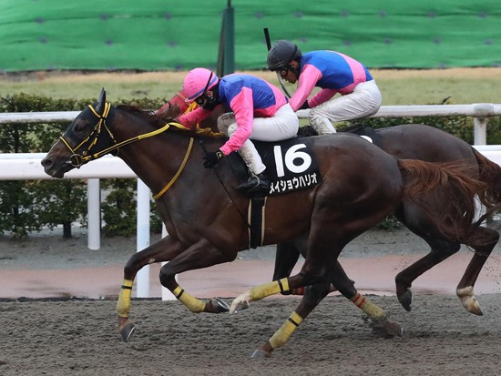 成長著しいメイショウハリオ。みやこＳでも勝ち負けが期待される