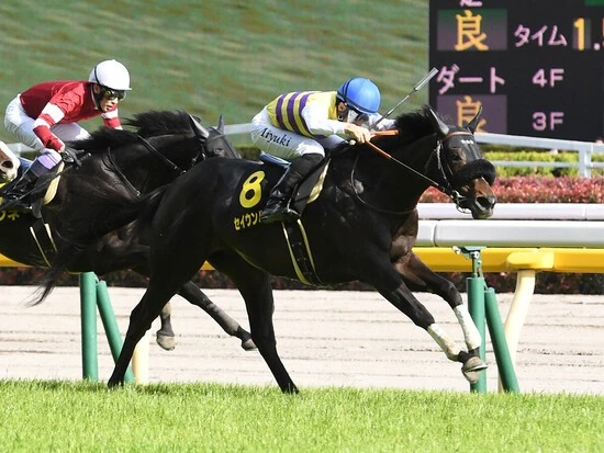 菊花賞での大駆けが期待されるセイウンハーデス