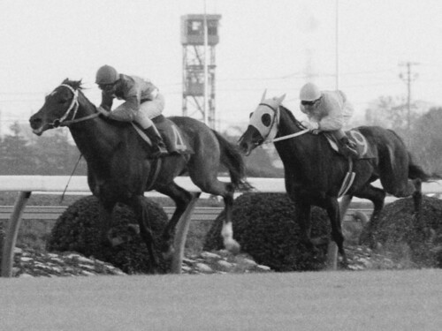 1984年の有馬記念で、カツラギエースに２馬身差をつけて勝ったシンボリルドルフ