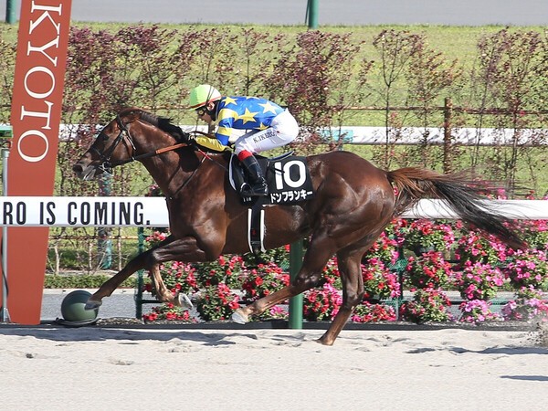 前走の京都競馬場グランドオープン記念を勝利したドンフランキー