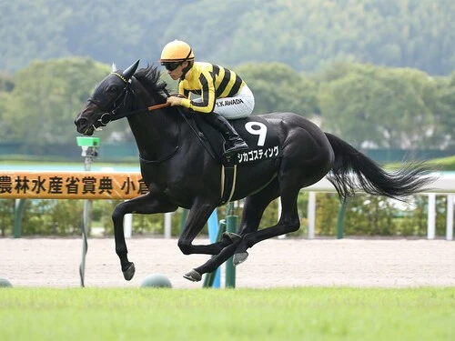 阪神JFでの一発が期待されるシカゴスティング。photo by Sankei Visual