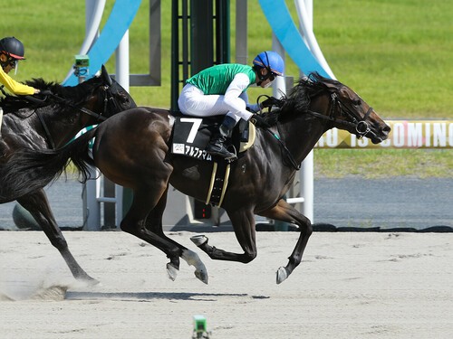 根岸Ｓでの勝ち負けが期待されるアルファマム。photo by Eiichi Yamane/AFLO