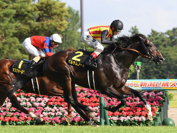 ２走前の朱鷺Ｓを勝ったバルサムノート　photo by Sankei Visual