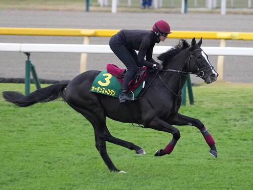 ジャパンカップに参戦するオーギュストロダン　photo by Tsuchiya Masamitsu