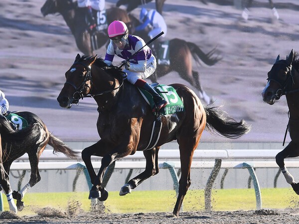 前走のみやこＳを勝利したサンライズジパング　photo by Sankei Visual