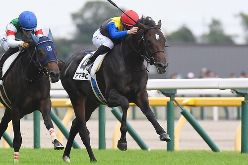 ホープフルＳでの一発が期待されるアマキヒ　photo by Sankei Visual