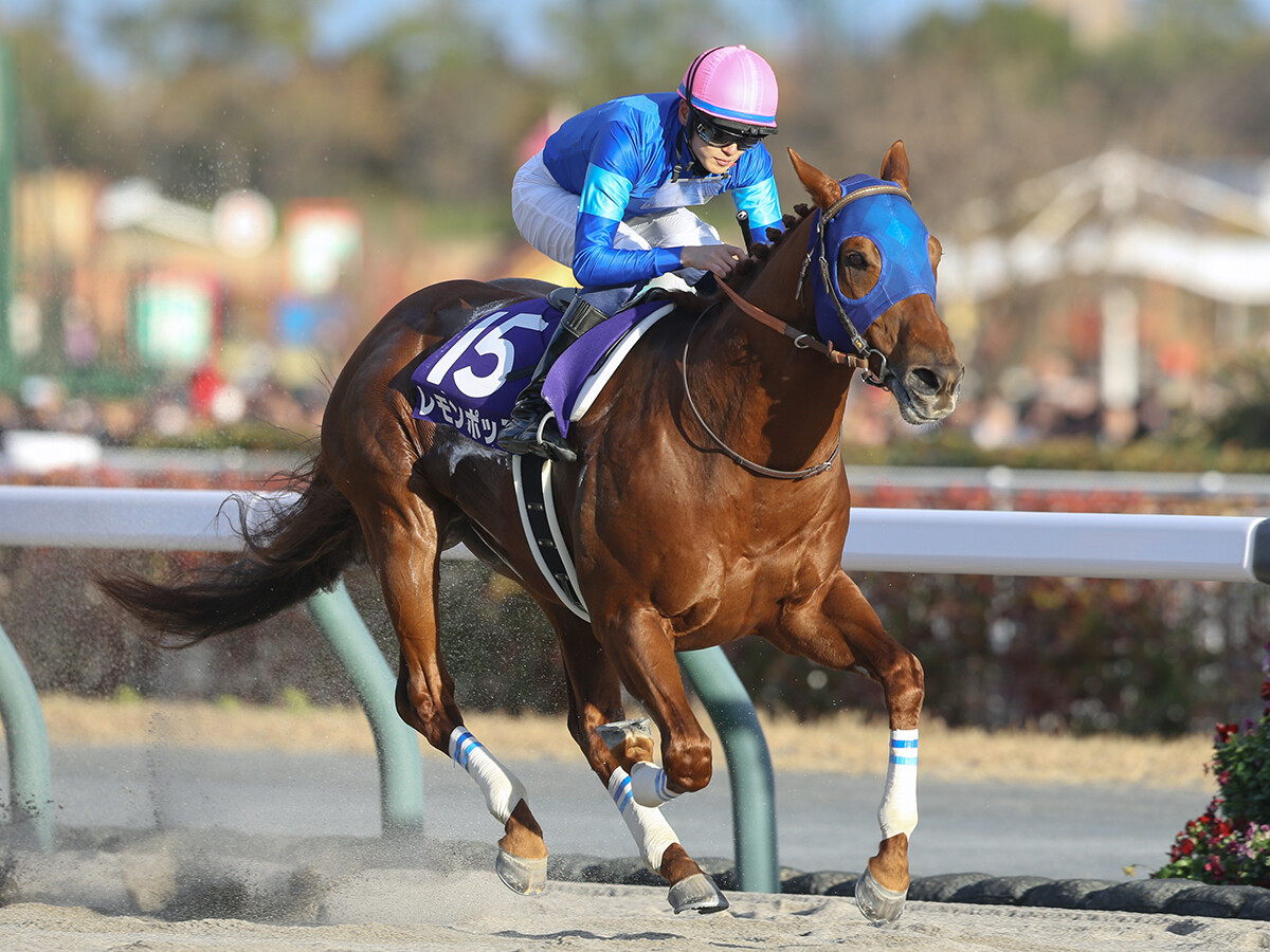 【競馬予想】チャンピオンズカップでレモンポップは有終の美を飾ることができるか？