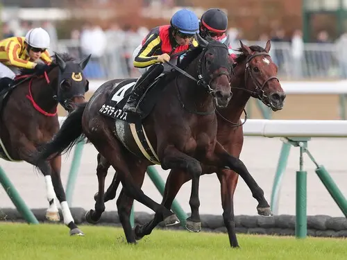 共同通信杯での大駆けが期待されるカラマティアノス　photo by Eiichi Yamane/AFLO