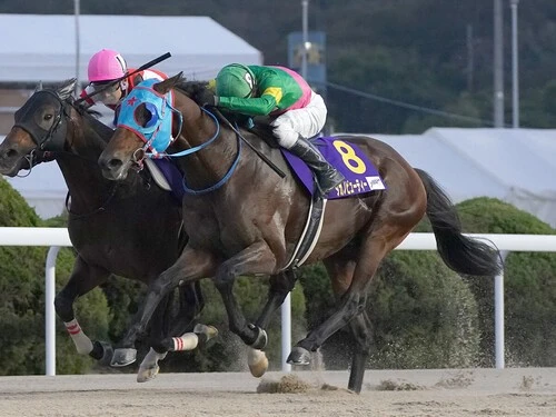 フェブラリーＳでの一発が期待されるタガノビューティー　photo by Sankei Visual