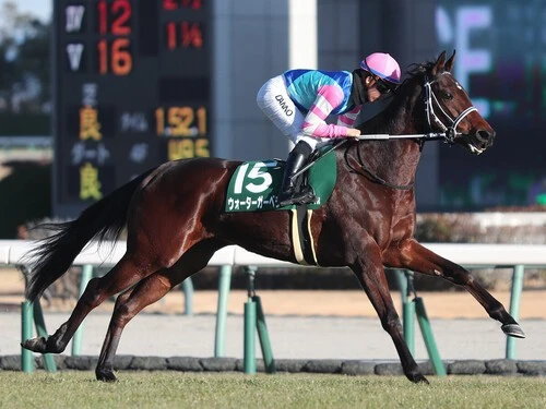 きさらぎ賞での一発が期待されるウォーターガーベラ　photo by Eiichi Yamane/AFLO