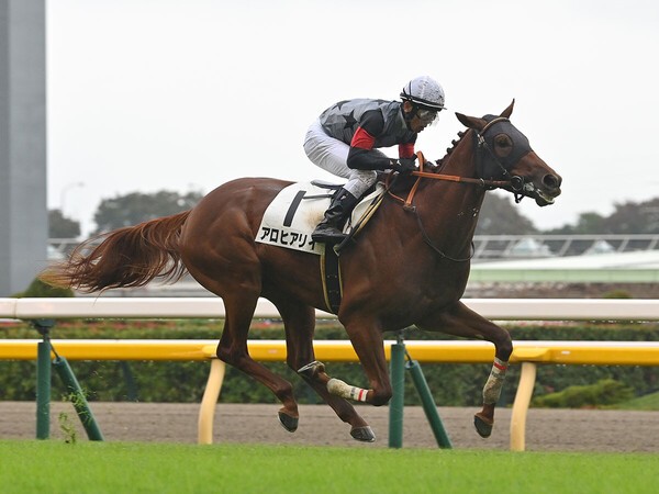 昨年11月の新馬戦を勝利したアロヒアリイ　photo by Sankei Visual