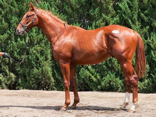 国枝調教師が期待を寄せていたパンデリングの2024　 photo by (C)Japan Racing Horse Association