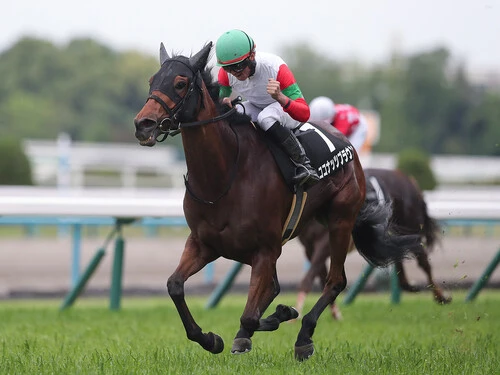 札幌記念での勝ち負けが期待されるココナッツブラウン　photo by Eiichi Yamane/AFLO