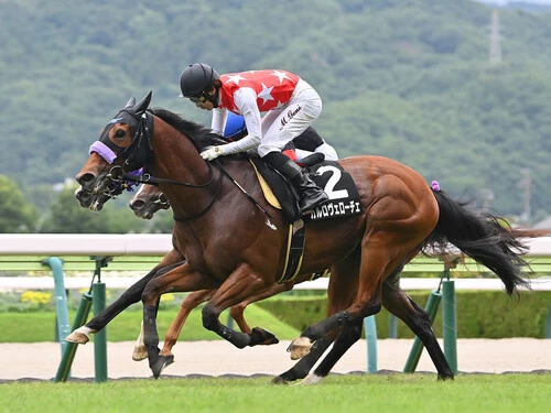 アイビスサマーダッシュでの勝ち負けが期待されるカルロヴェローチェ　photo by Sankei Visual
