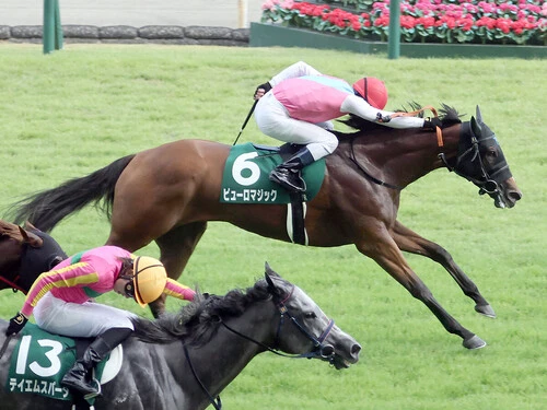 スプリンターズＳでの一発が期待されるピューロマジック（赤帽）　photo by Sankei Visual