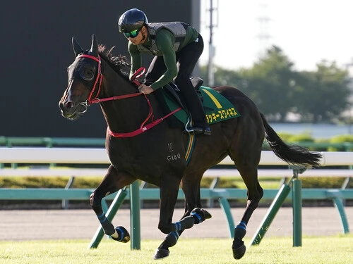 スプリンターズＳに挑む香港馬のラッキースワイネス