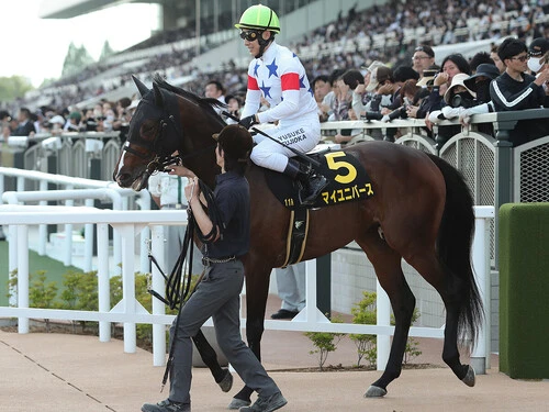 菊花賞での大駆けが期待されるマイユニバース　photo by Eiichi Yamane/AFLO