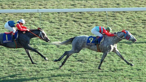 天皇賞・秋でオグリキャップ（左）との「芦毛対決」を制したタマモクロス（右）　photo by Kyodo News