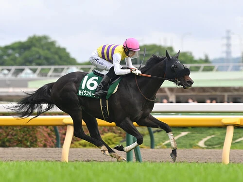 ジャパンカップでの大駆けが見込まれるセイウンハーデスphoto by Sankei Visual