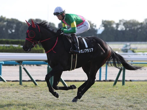朝日杯FSでの大駆けが期待されるタガノアラリア　photo by Eiichi Yamane/AFLO