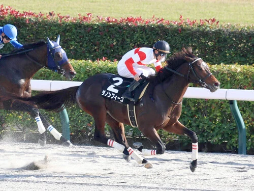 根岸Ｓでの上位争いが見込まれるダノンフィーゴphoto by スポーツ報知/アフロ