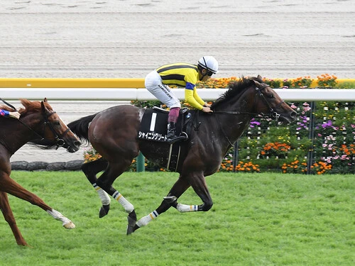 日経新春杯での一発が期待されるシャイニングソードphoto by Sankei Visual