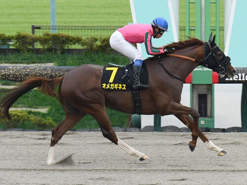 フェブラリーＳでの大駆けが見込まれるオメガギネス　photo by Sankei Visual