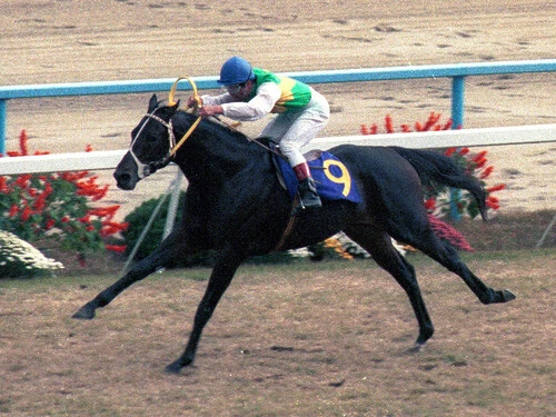 史上３頭目の三冠馬となったミスターシービー　photo by Sankei Visual