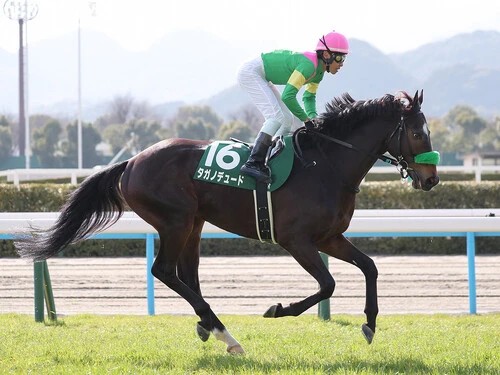 天皇賞・春での一発が期待されるタガノデュード　photo by Eiichi Yamane/AFLO