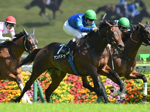 関屋記念での勝ち負けが期待されるアンパドゥphoto by Sankei Visual