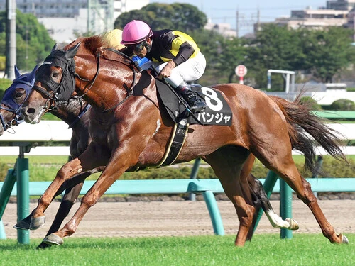オールカマーでの一発が見込まれるパンジャphoto by スポーツ報知/アフロ