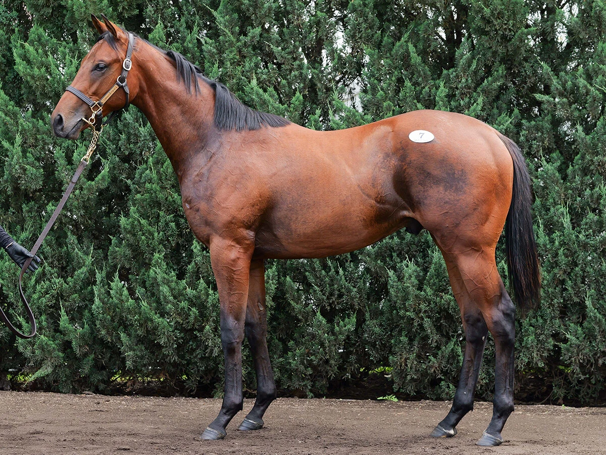 【セレクトセール2026】１歳馬セッション　「億超え」の高額馬のなかで現場のプロがほれ込んだ４頭