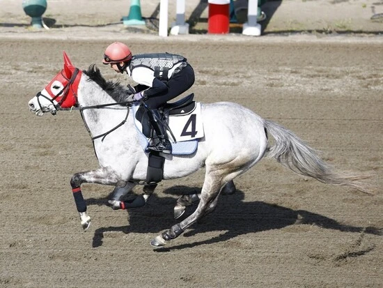 競馬学校での訓練風景。約３年間、騎手になるための指導を受ける
